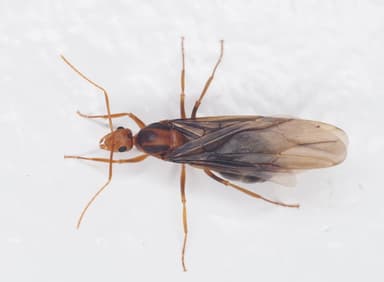 Anoplolepis gracilipes photo 110
