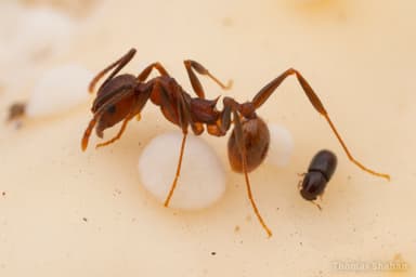 Aphaenogaster fulva photo 18