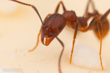 Aphaenogaster fulva photo 20