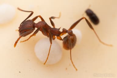 Aphaenogaster fulva photo 21