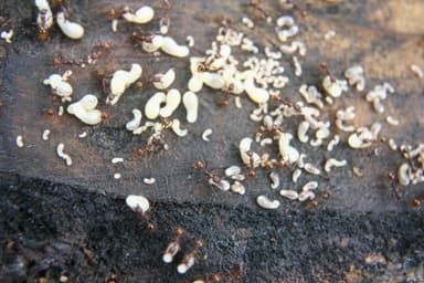 Aphaenogaster fulva photo 23