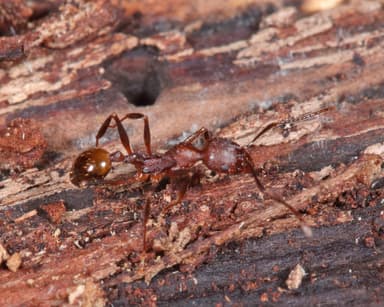 Aphaenogaster fulva photo 24