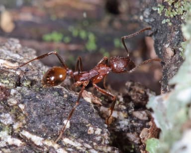 Aphaenogaster fulva photo 25