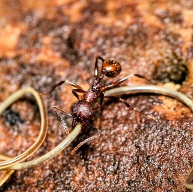 Aphaenogaster fulva photo 27