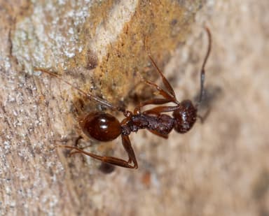 Aphaenogaster fulva photo 29