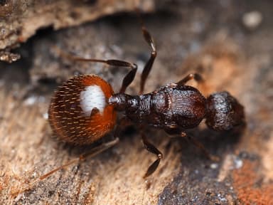 Aphaenogaster fulva photo 31