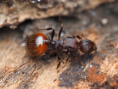 Aphaenogaster fulva photo 32