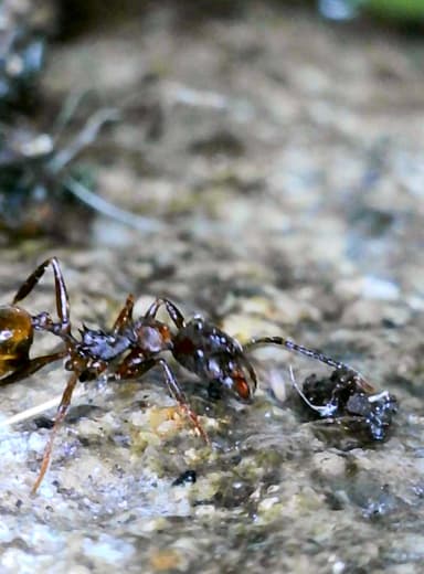 Aphaenogaster fulva photo 33