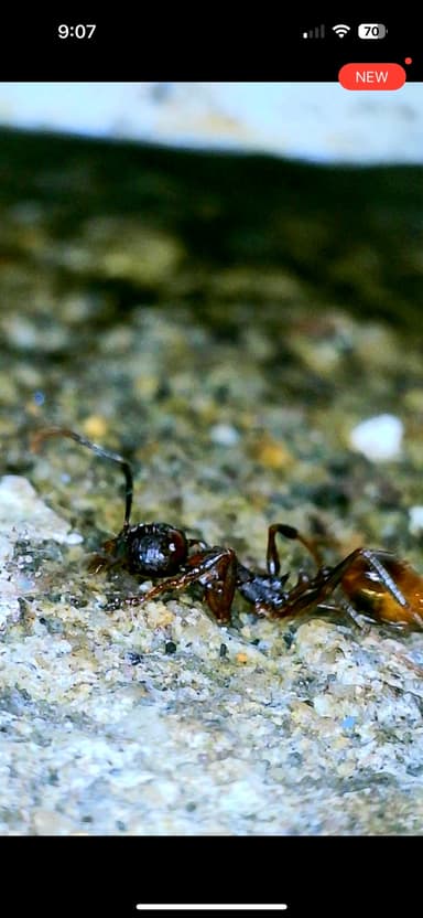 Aphaenogaster fulva photo 34