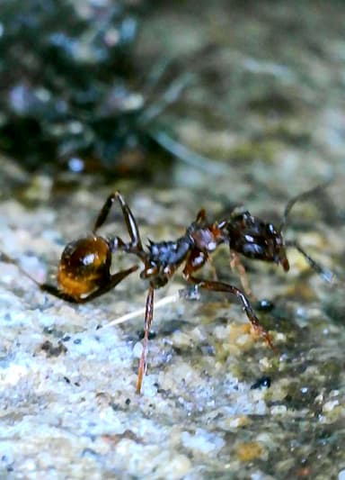 Aphaenogaster fulva photo 35