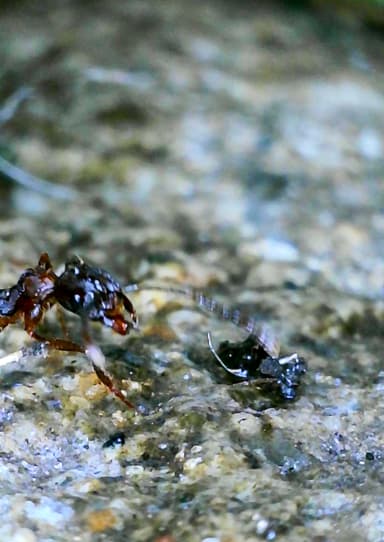 Aphaenogaster fulva photo 36