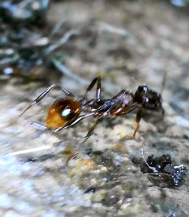 Aphaenogaster fulva photo 37