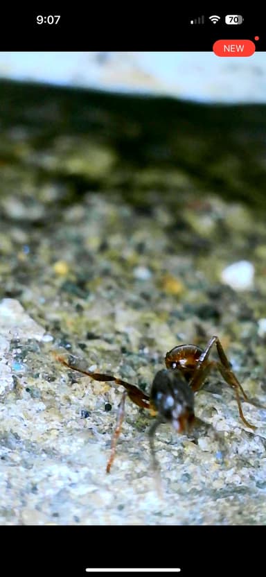 Aphaenogaster fulva photo 39