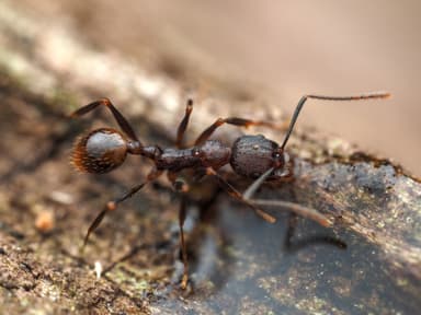 Aphaenogaster fulva photo 40