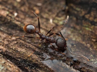 Aphaenogaster fulva photo 41