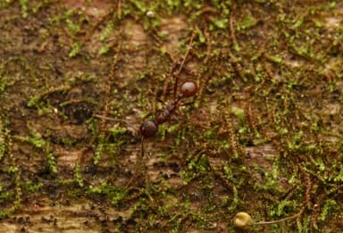Aphaenogaster fulva photo 42
