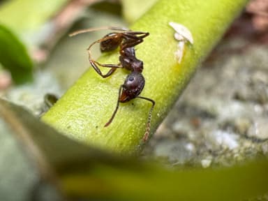 Aphaenogaster fulva photo 43