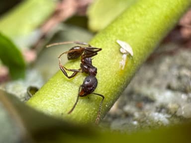 Aphaenogaster fulva photo 44