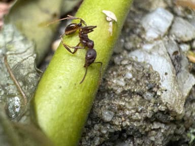 Aphaenogaster fulva photo 45