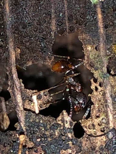 Aphaenogaster fulva photo 49