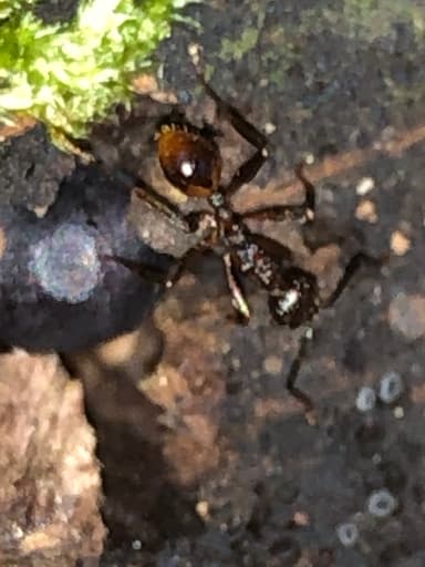Aphaenogaster fulva photo 52
