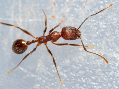 Aphaenogaster fulva photo 57