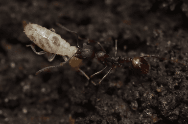 Aphaenogaster fulva photo 59