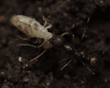 Aphaenogaster fulva photo 62