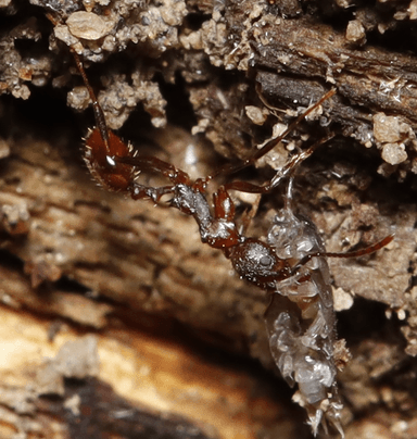 Aphaenogaster fulva photo 63
