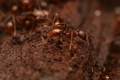 Aphaenogaster fulva photo 68