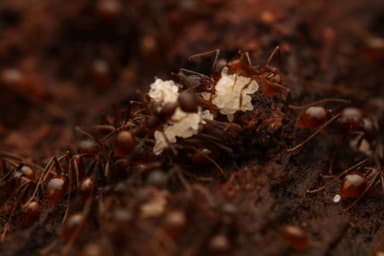 Aphaenogaster fulva photo 70