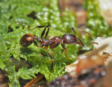 Aphaenogaster fulva photo 71