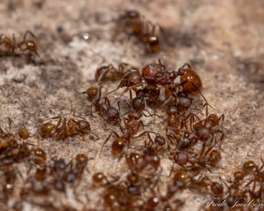 Aphaenogaster fulva photo 72