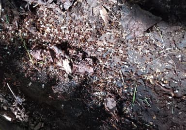 Aphaenogaster fulva photo 74