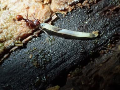 Aphaenogaster fulva photo 75