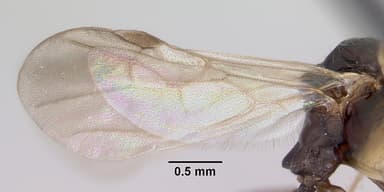 Aphaenogaster fulva — queen photo 1