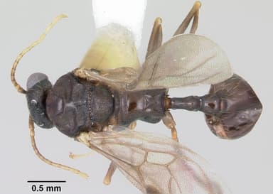 Aphaenogaster fulva — queen photo 6