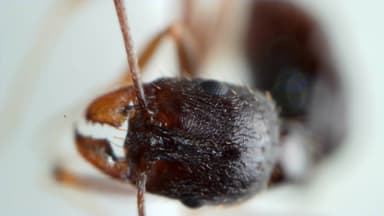 Aphaenogaster gibbosa photo 1