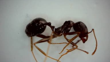 Aphaenogaster gibbosa photo 2