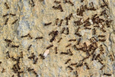 Aphaenogaster gibbosa photo 3