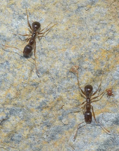 Aphaenogaster gibbosa photo 4