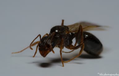 Aphaenogaster gibbosa photo 5