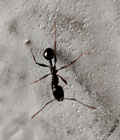 Aphaenogaster gibbosa photo 6