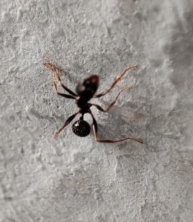 Aphaenogaster gibbosa photo 7