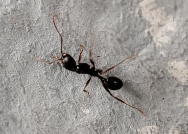 Aphaenogaster gibbosa photo 8