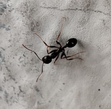 Aphaenogaster gibbosa photo 9