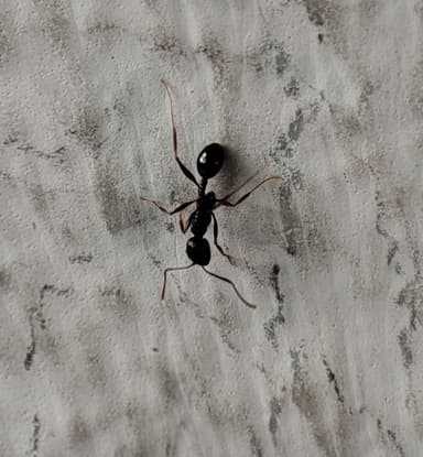 Aphaenogaster gibbosa photo 10