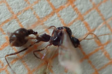 Aphaenogaster gibbosa photo 12