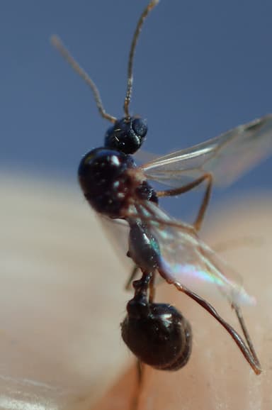 Aphaenogaster gibbosa photo 13