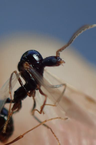 Aphaenogaster gibbosa photo 14